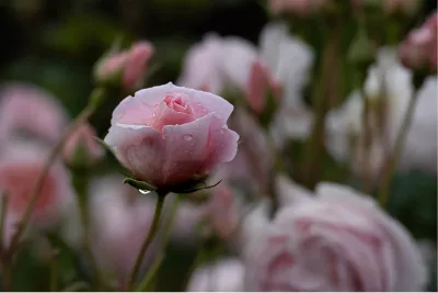 Roze romantiek, de foto