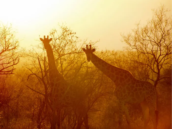 Twee giraffen als silhouet tussen kale bomen in oranjegeel tegenlicht