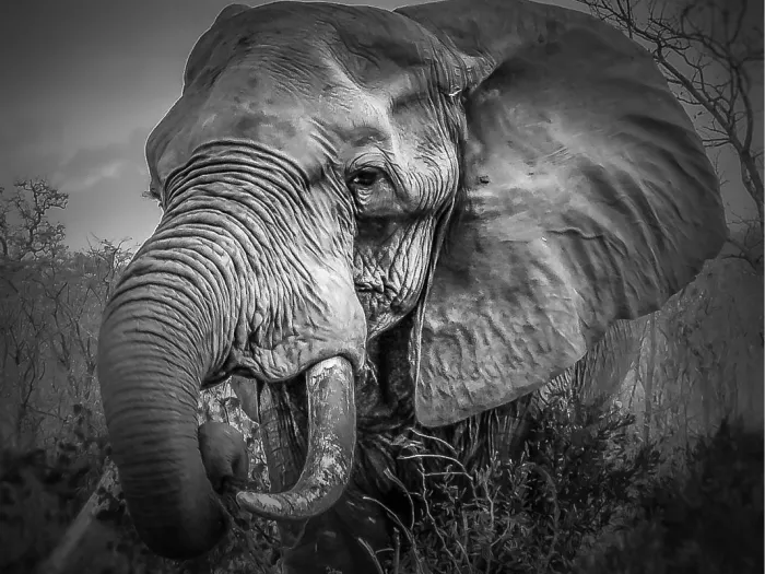 Afrikaanse olifant met gerimpelde huid, groot oor en opgekrulde slurf in zwart-wit