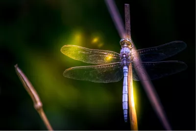 Regenboog libelle, de foto