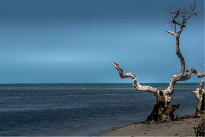 Dode boom levende zee, de foto