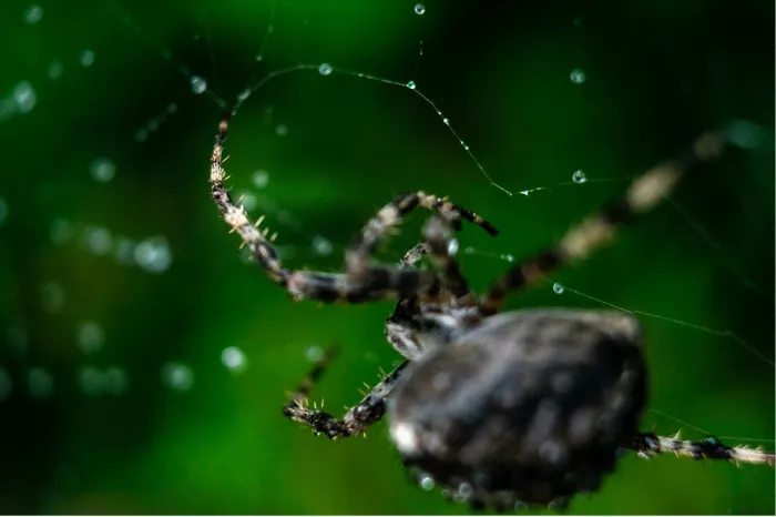 Kruisspin aan het werk in haar web met druppeltjes tegen een groene achtergrond