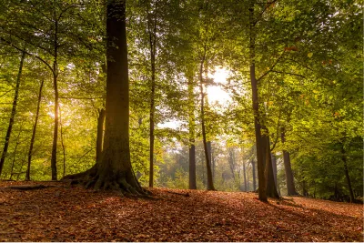 Boslandschap, de foto