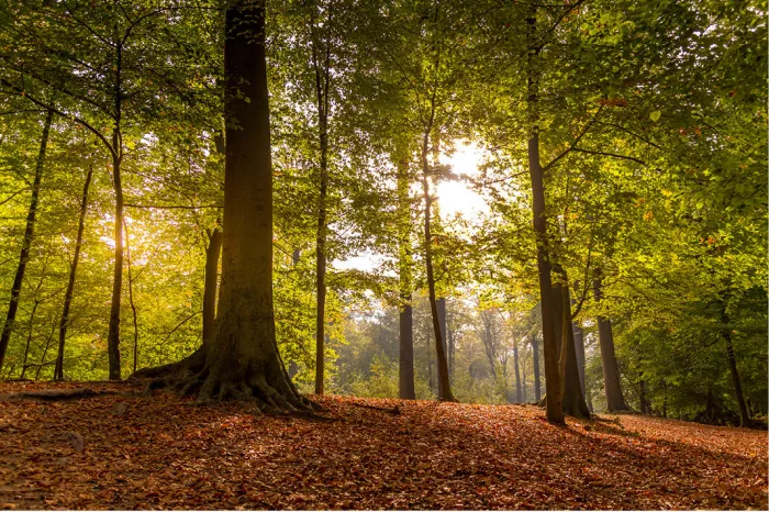 Bos met hoge stammen, zonlicht door groen bladerdak en bruine bladeren op de grond