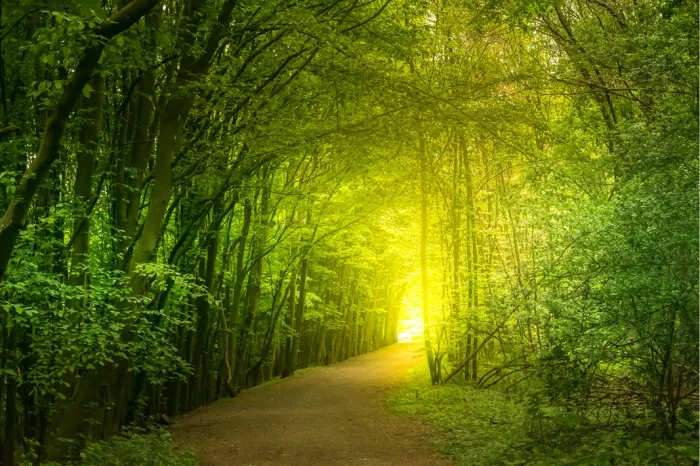 Bospad door een tunnel van groene bomen naar fel geel zonlicht