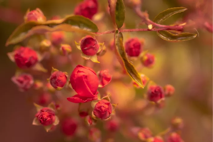 Tak met dieprode rozenknoppen en een opengaande bloem voor een wazige warme achtergrond