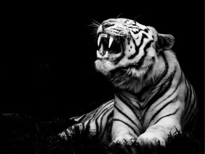 Zwart-witte tijger, de foto
