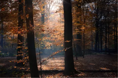 Zonlicht in het herfstbos, de foto