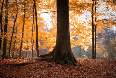 Gouden blaadjes in het bos, de foto