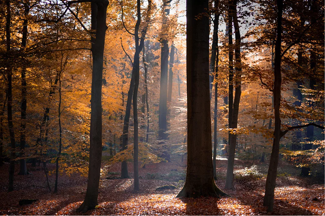 Herfstbos met hoge stammen en brede zonnestralen tussen goudgele bladeren