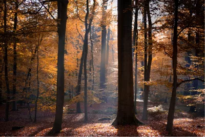 Herfstsfeer in het bos, de foto