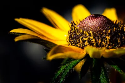 Black-eyed Susan, de foto