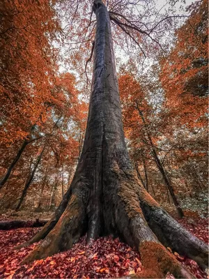 Kijk omhoog langs de stam, de foto