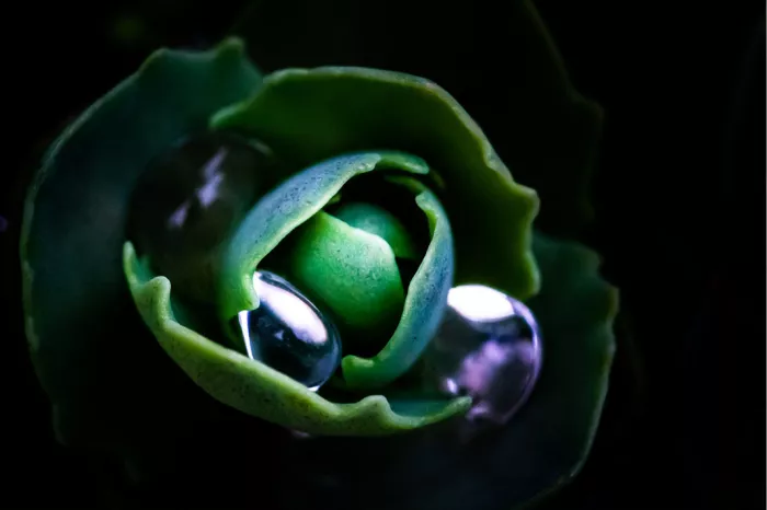 Close-up van een Saxifraga (steenbreek), soms ook schildersverdriet genoemd. Het is een geslacht van vaste planten dat bekend staat om zijn kleine, kleurrijke bloemetjes die boven kussenachtige bladeren uitsteken en vaak in rotstuinen of muurspleten groeien. 