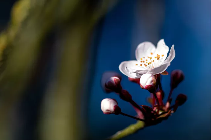 Kersenbloesems (Sakura) zijn de bloemen van bomen van het geslacht Prunus, subgenus Cerasus. De bloem wordt in Japan al eeuwenlang gevierd en heeft een prominente plaats in de Japanse cultuur. 