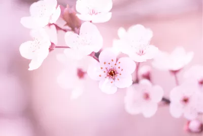 Pink Sakura, de foto