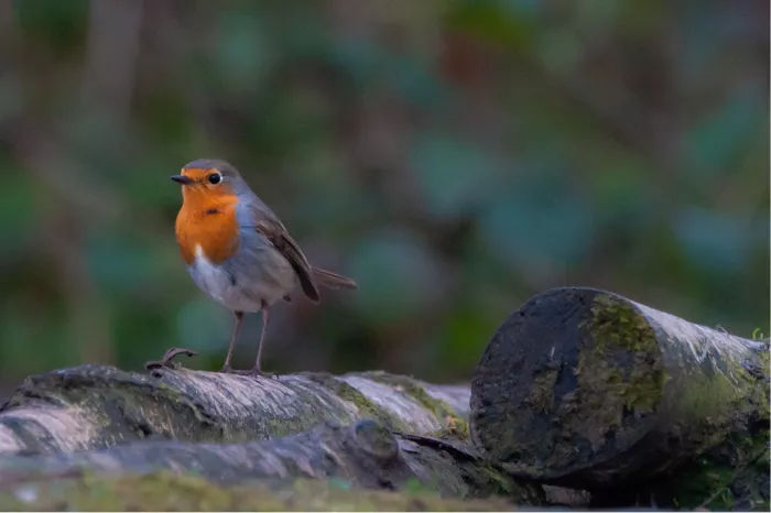 Roodborstje met oranje borst op bemoste boomstammen tegen een groene achtergrond