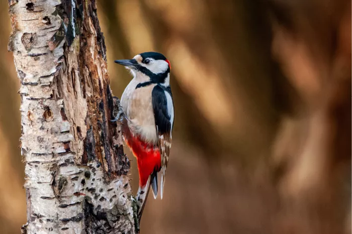 De grote bonte specht (Dendrocopos major) is de meest voorkomende in Vlaanderen en is gemakkelijk te herkennen aan zijn zwart-witte verenkleed, rode stuit en witte schoudervlekken. 