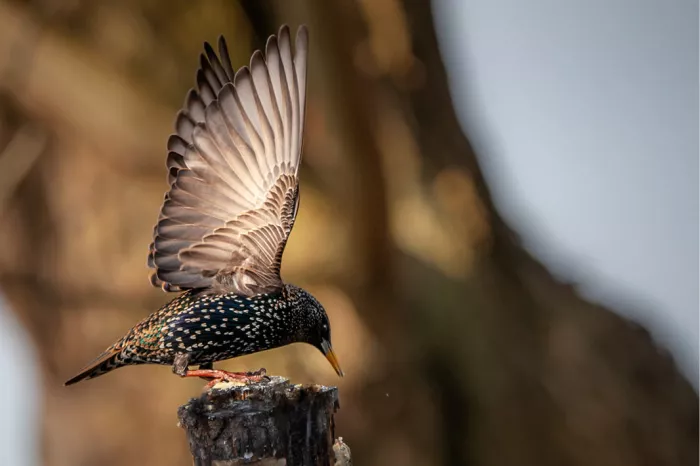De spreeuw is een middelgrote zangvogel met een glanzend zwart verenkleed met een metaalachtige glans, dat op bepaalde tijden van het jaar met witte spikkels is getooid. 