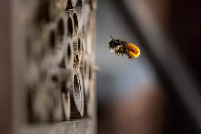 Vliegende bij met oranje achterlijf naast een insectenhotel met holle stengels