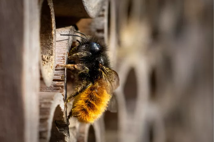 Bij met oranje haartjes aan de opening van een holle stengel in een insectenhotel