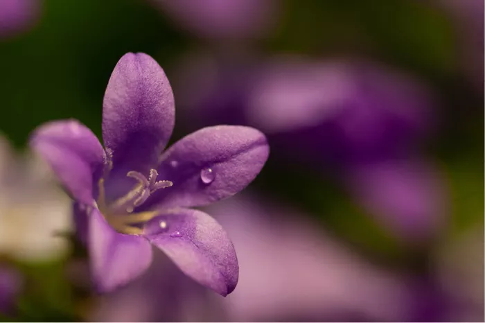 De klokjesbloem, ofwel Campanula. De bloem staat bekend om zijn klok- of trompetvormige bloemen in tinten blauw, paars en wit.