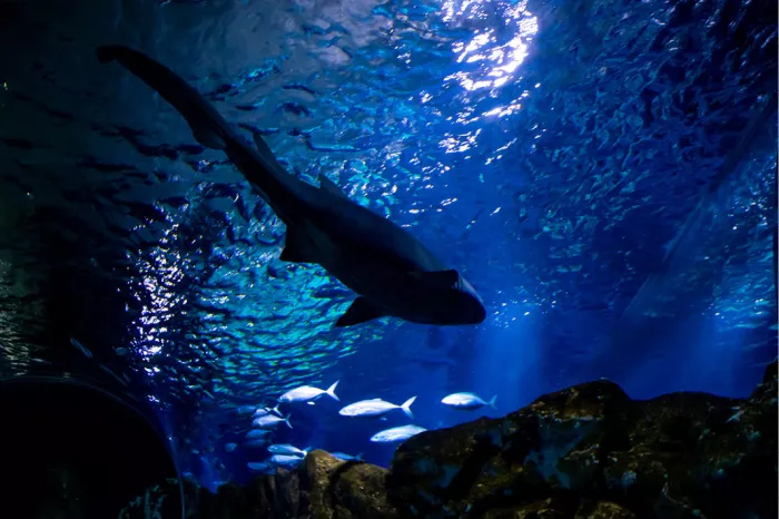 Silhouet van een haai boven een school zilveren vissen in een blauw verlicht aquarium