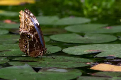 Even rusten op de waterlelies, de foto