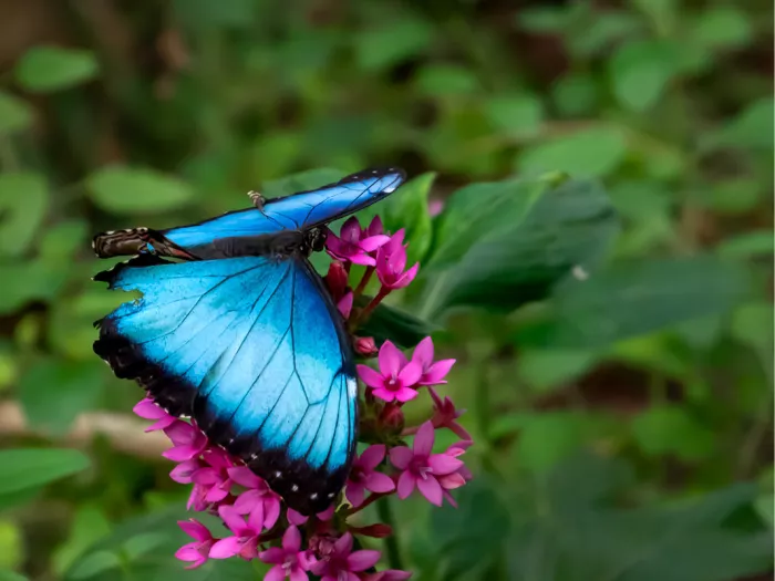 Blauwe morpho-vlinder met open vleugels op roze Egyptische sterbloemen