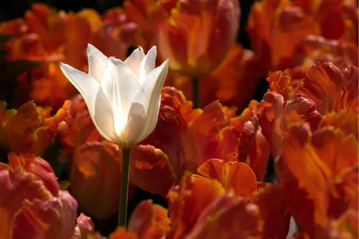 Een witte tulp tussen een veld van oranje tulpen. De tulpen met de gevederde en gekrulde bloemblaadjes zijn waarschijnlijk papegaaitulpen.