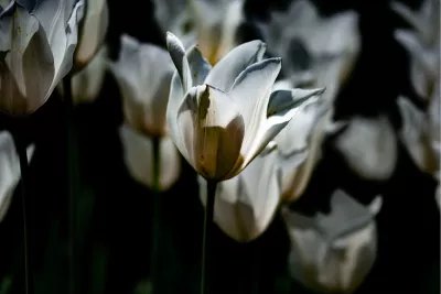 Witte tulpen in low key, de foto