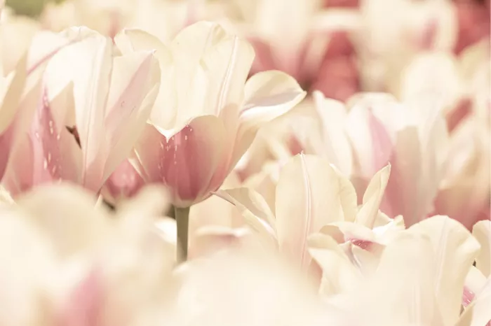 Witte tulpen met roze randen in zachte pasteltinten, high key