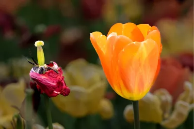 Tulpen in evolutie, de foto