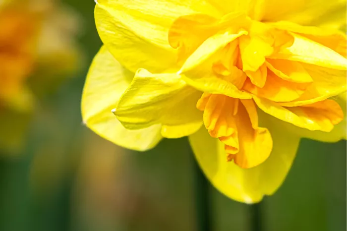 Gele dubbele narcis met oranje hart van dichtbij tegen een wazige achtergrond