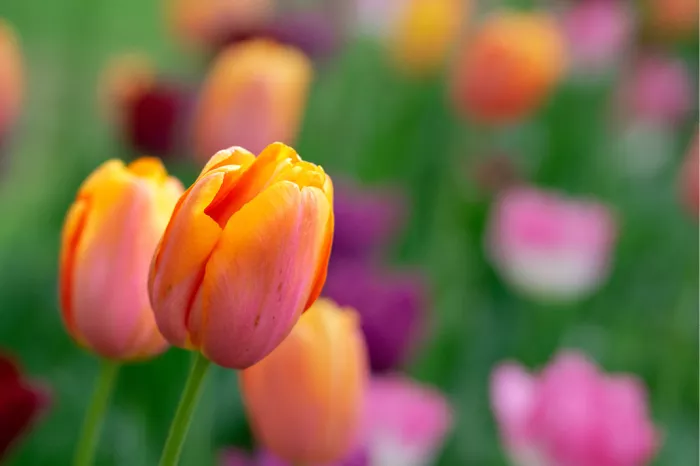 Twee abrikoosoranje tulpen voor een wazig veld met roze en paarse tulpen