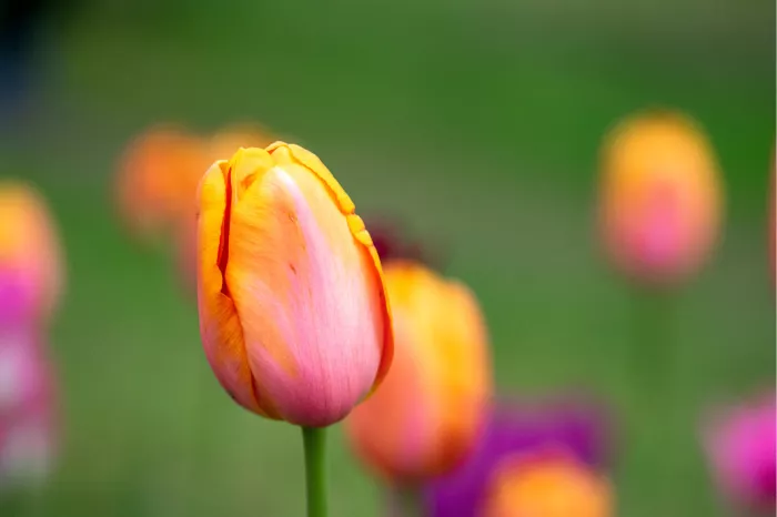 Abrikoosoranje tulp met roze gloed op een rechte steel voor een wazig tulpenveld