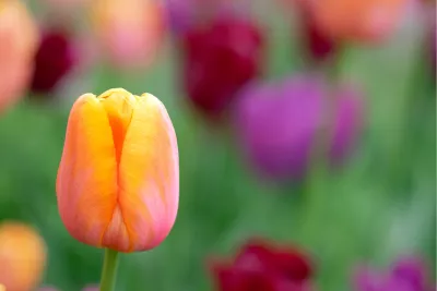 Tulipa Bellville 3, de foto