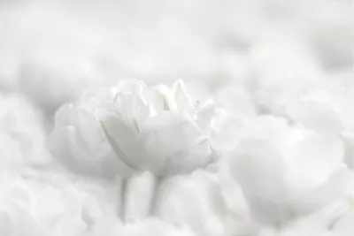 Detail in een witte tulpenzee, de foto