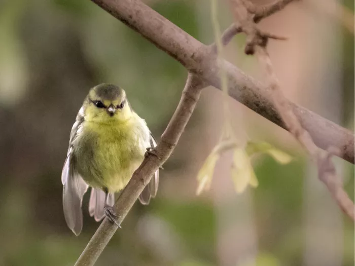 Een jonge koolmees (Cyanistes caeruleus), te herkennen aan zijn geelachtige verenkleed. De koolmees is een kleine zangvogel uit de familie Paridae. 