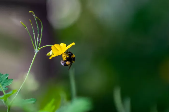 Bij onder een kleine gele bloem tegen een donkergroene achtergrond