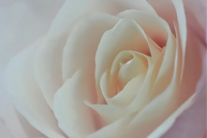 Witte Japanse roos van dichtbij met blaadjes in een spiraal en een zachtroze gloed