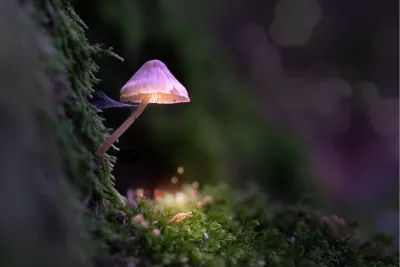 Roze lampje, de foto