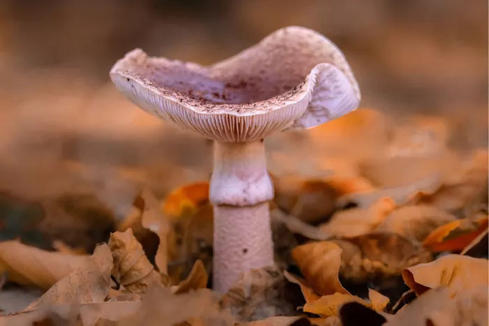 Parelamaniet met opgekrulde hoed en witte ring tussen bruine herfstbladeren