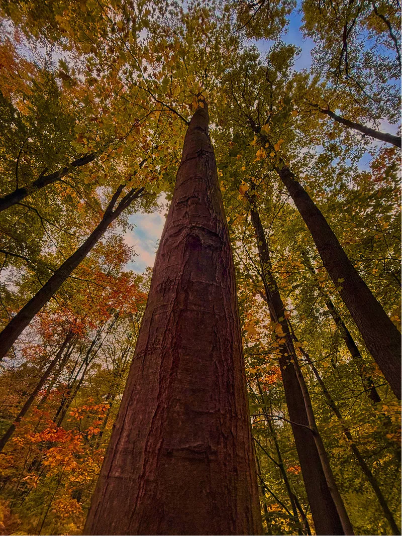 Hoge bomen van onderen gezien met groene en oranje kruinen tegen een blauwe lucht