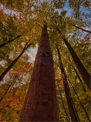 Hoge bomen. Heel hoge bomen., de foto