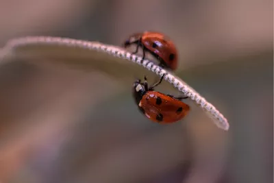 Dubbelbeestjes, de foto