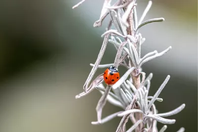 Beestjesavontuur 1, de foto