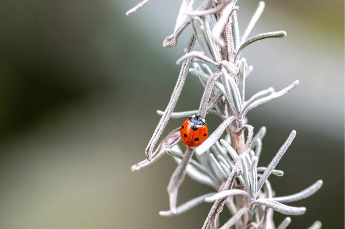 Rood lieveheersbeestje tussen smalle zilvergrijze blaadjes van een plant