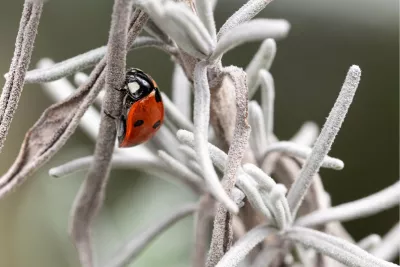 Beestjesavontuur 2, de foto
