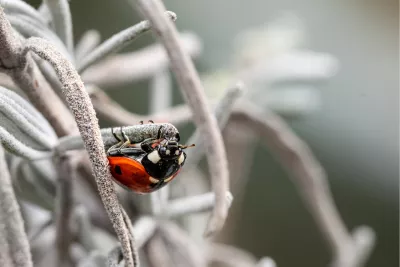 Beestjesavontuur 3, de foto